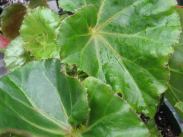 B. ‘Mr. Grinkle’